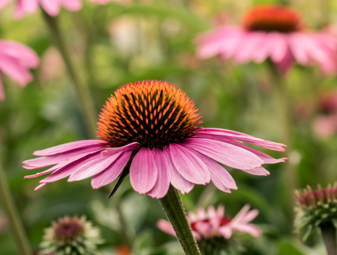 kan-jang-echinacea_500x500.png